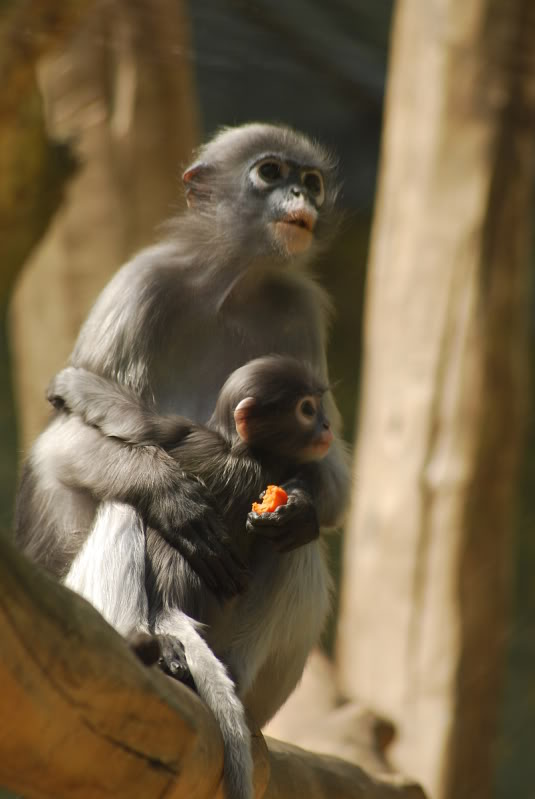 Dusky leaf monkey with baby