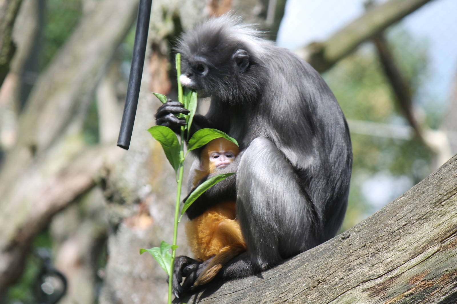 Dusky leaf monkey with youngster