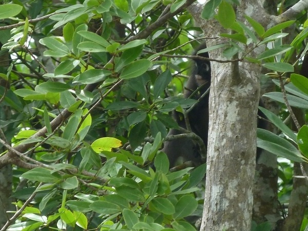 Dusky leaf monkey