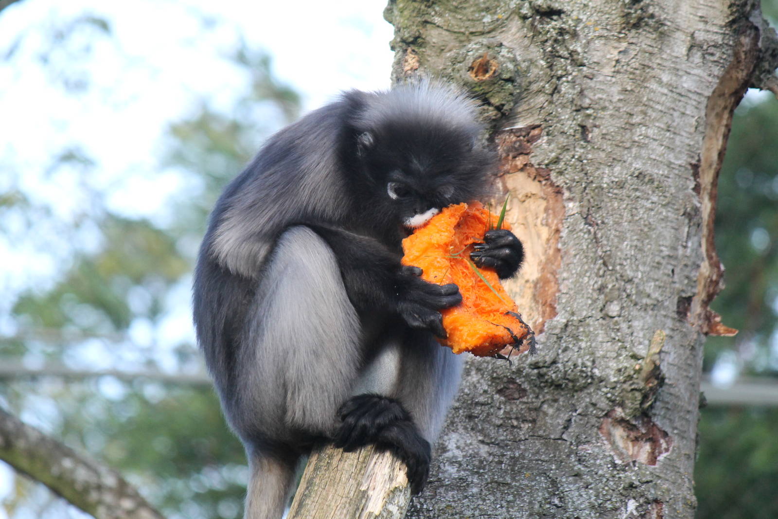 Dusky leaf monkey