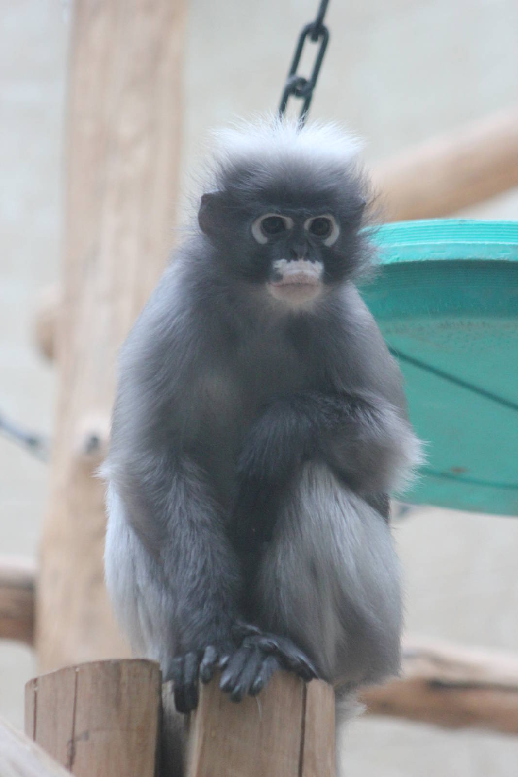 Dusky leaf monkey