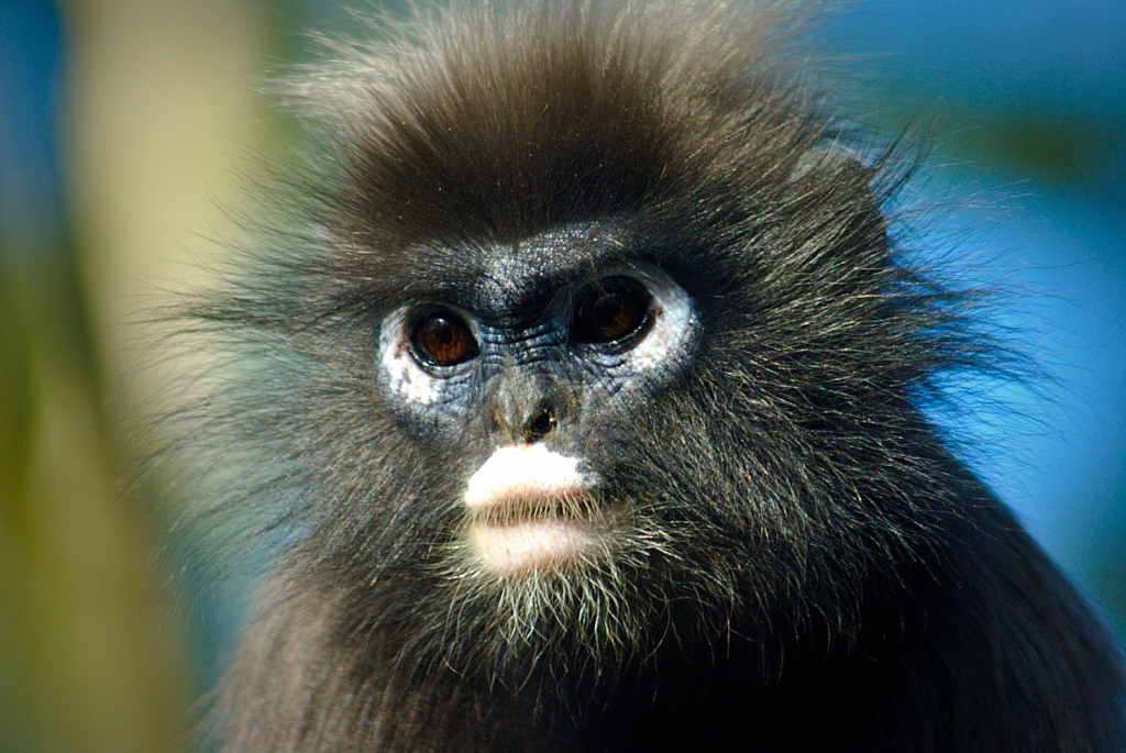 Dusky leaf monkey