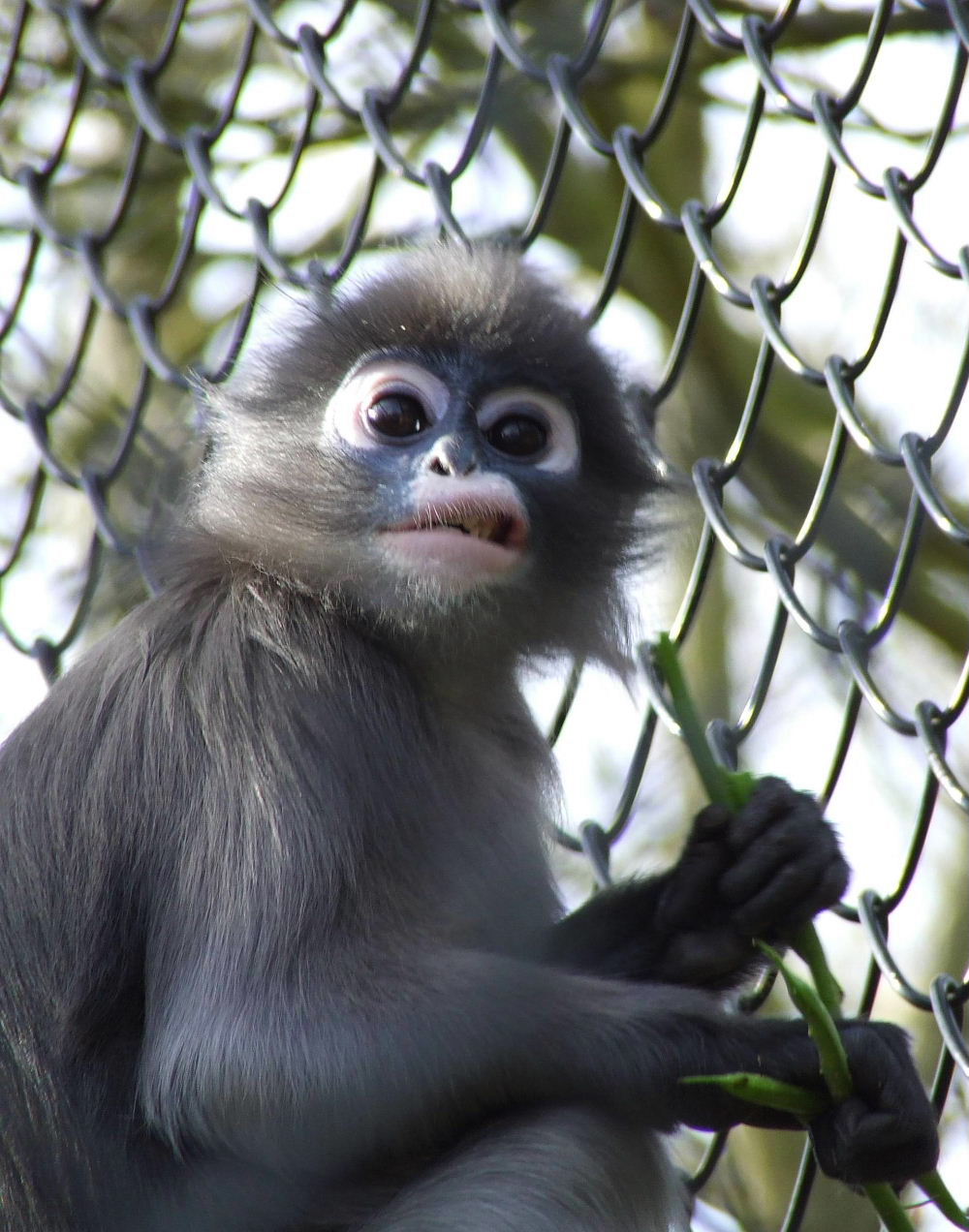 Dusky Leaf Monkey