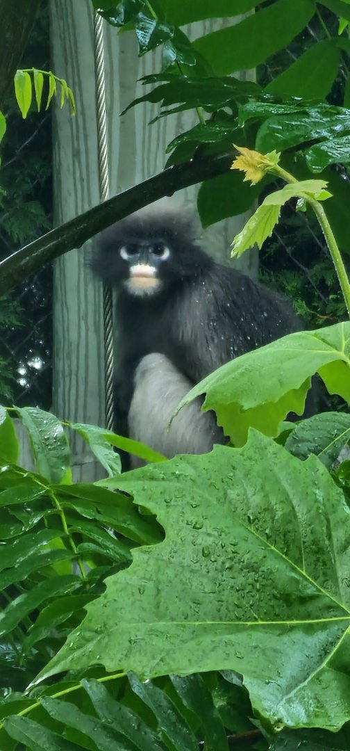 Dusky leaf monkey