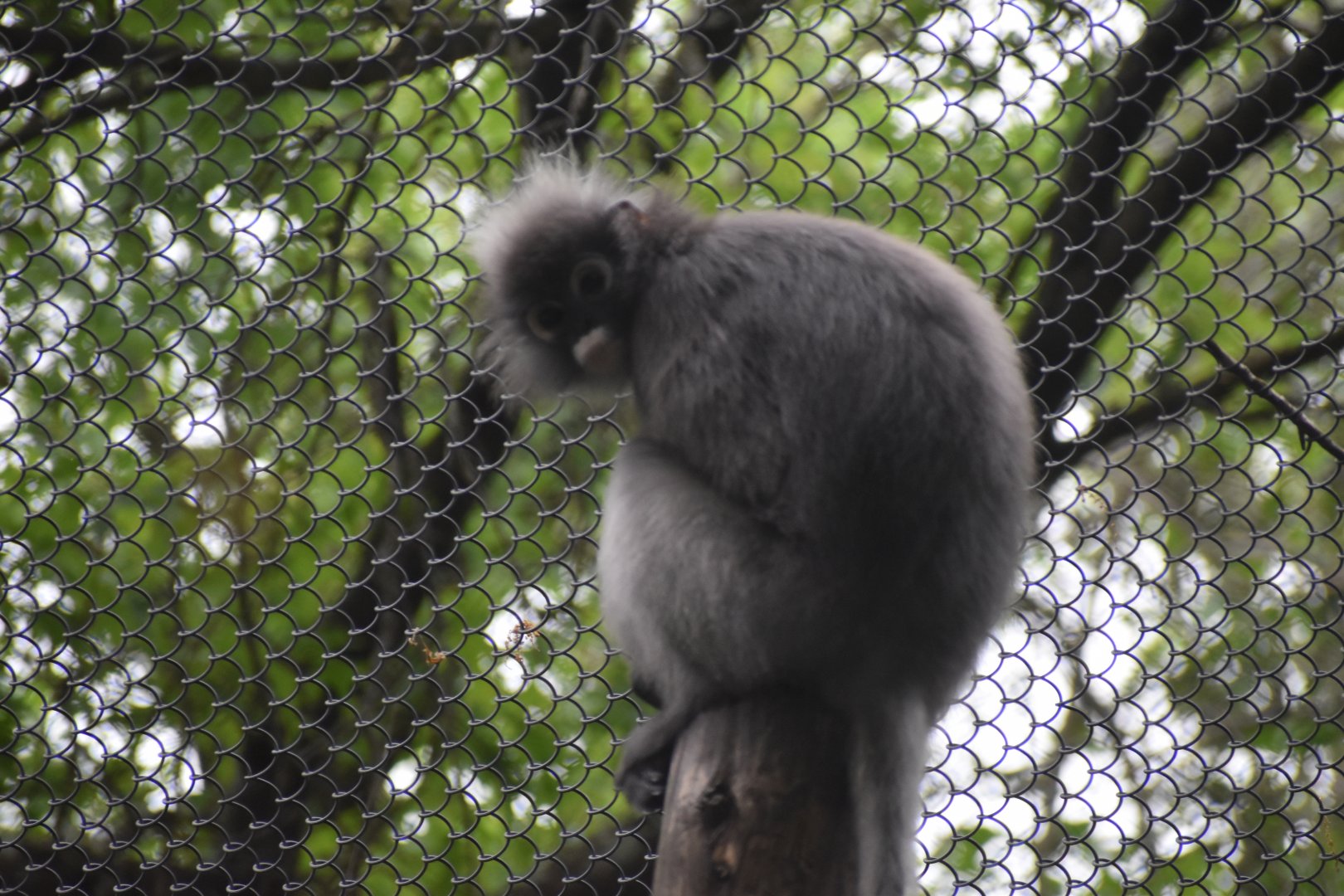 Dusky Leaf Monkey