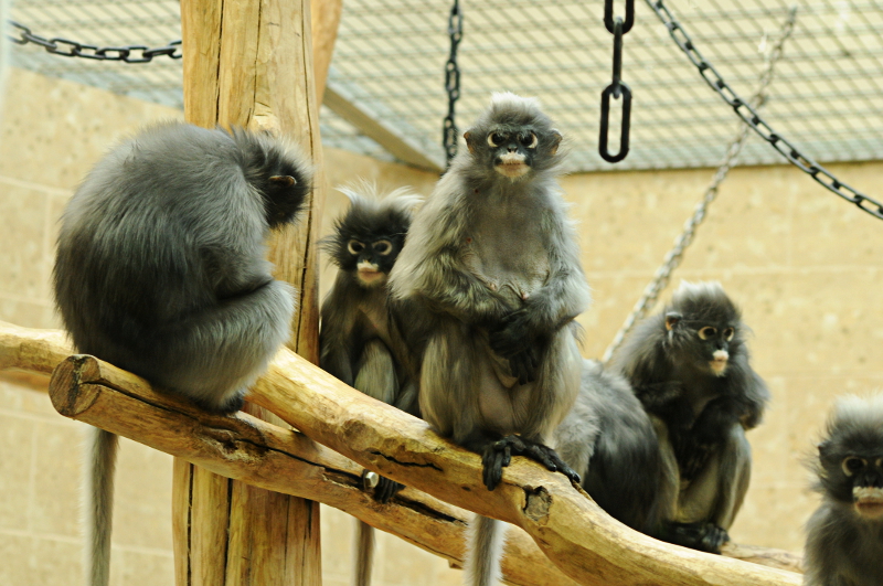 Dusky Leaf-monkeys at Wuppertal