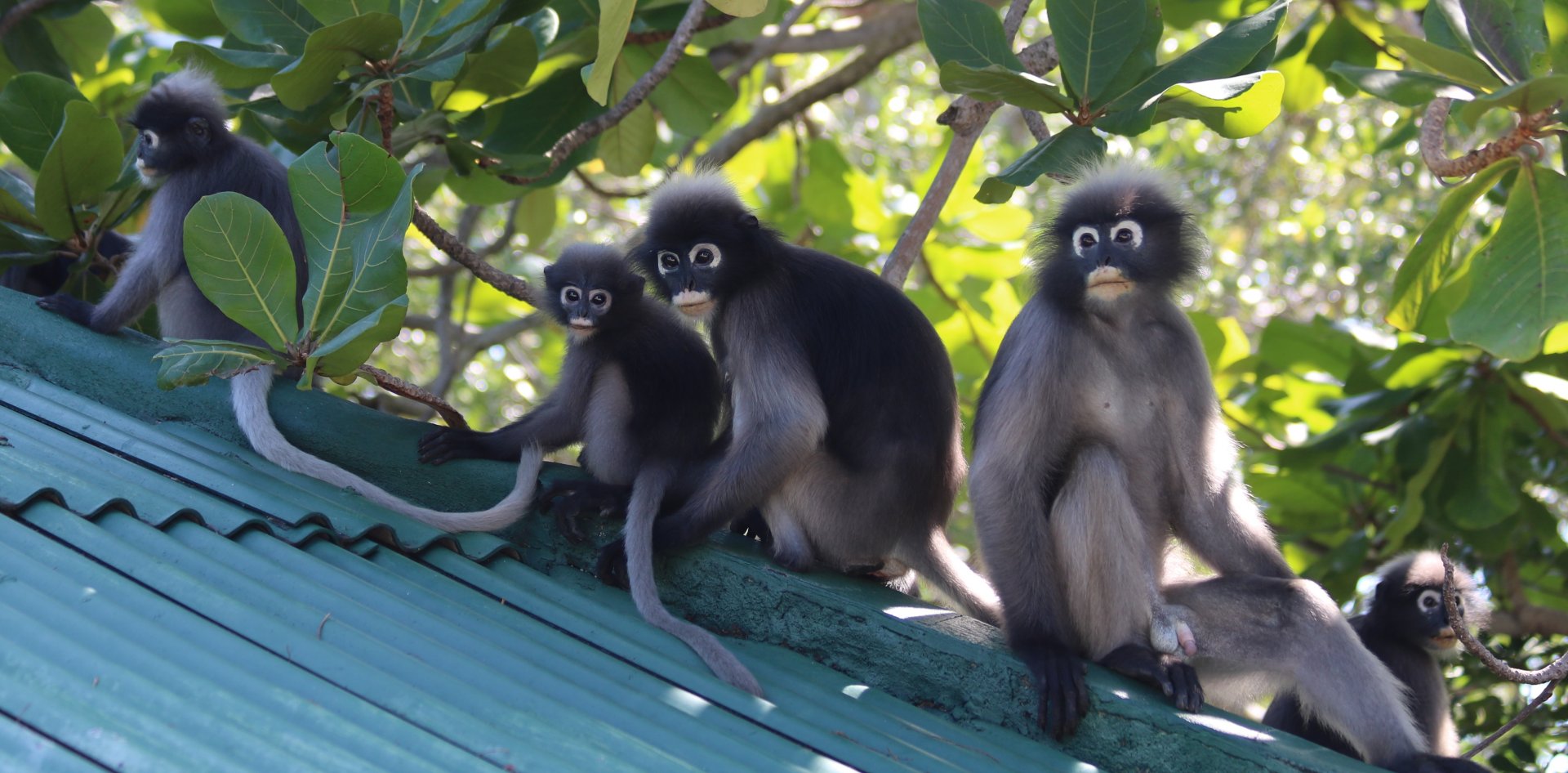 Dusky Leaf Monkeys - Khao Sam Roi Yot National Park