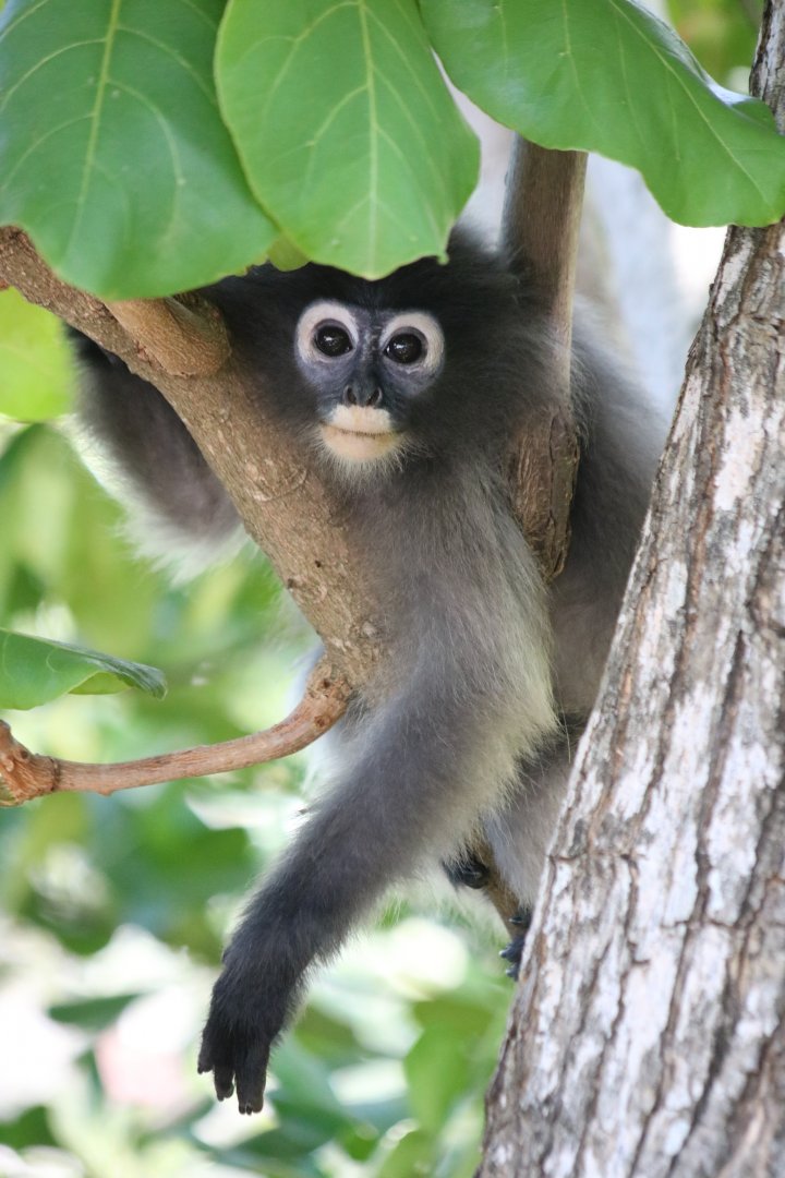 Dusky Leaf Monkeys - Khao Sam Roi Yot National Park