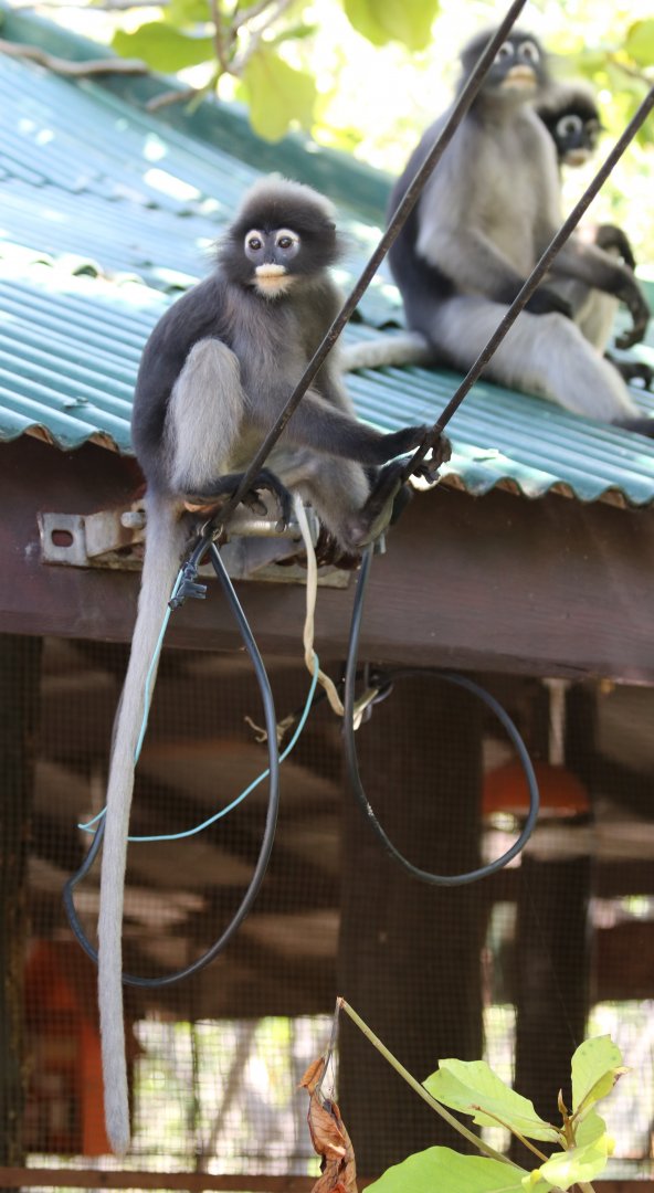 Dusky Leaf Monkeys - Khao Sam Roi Yot National Park