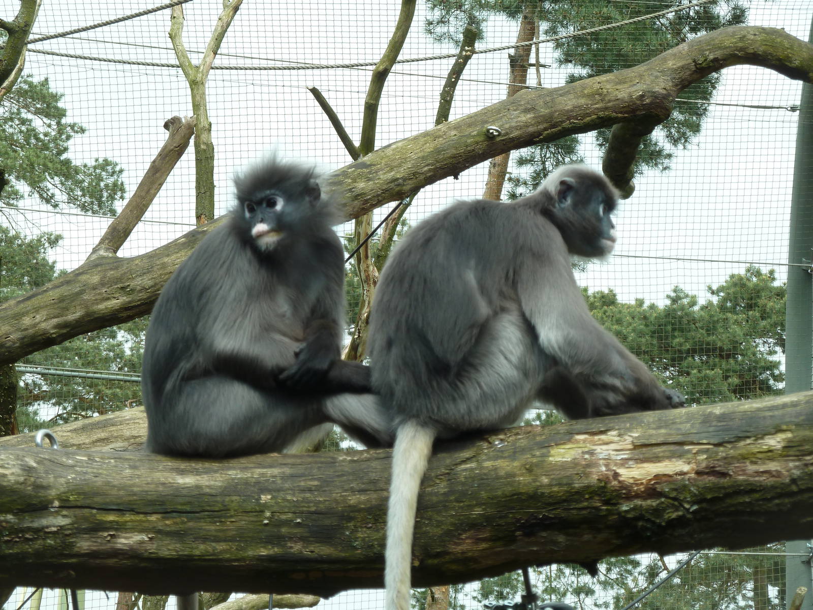 Dusky leaf monkeys