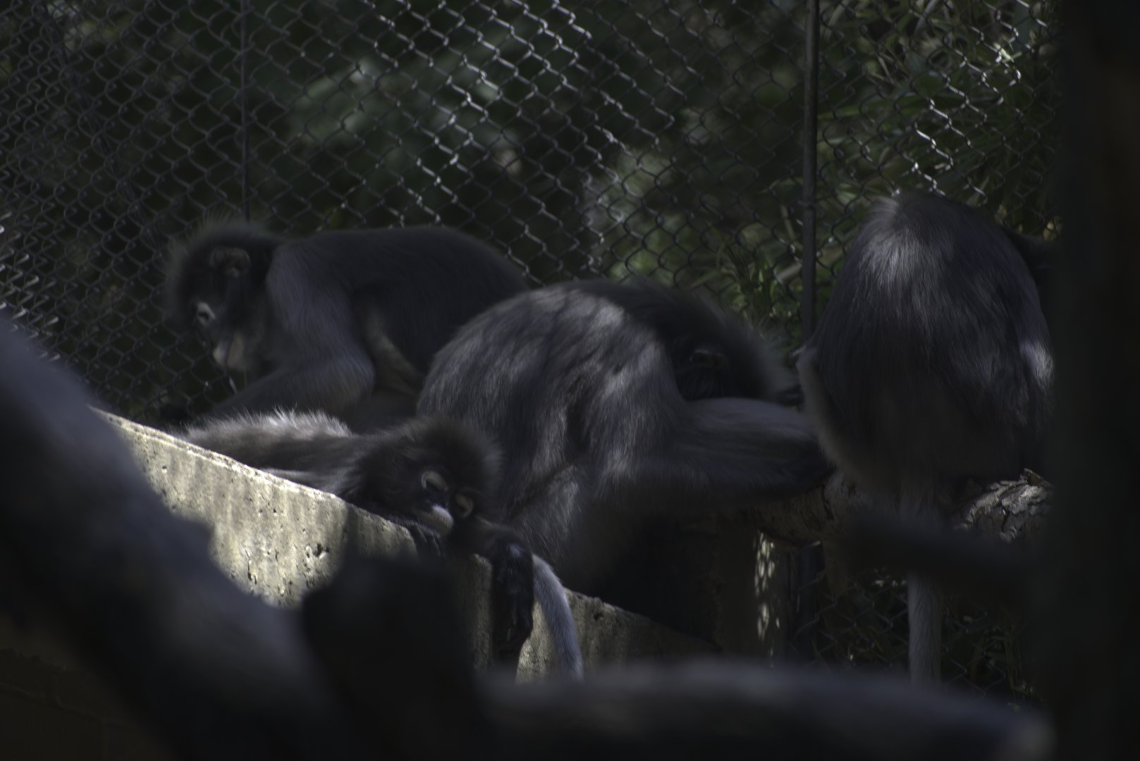 Dusky Leaf Monkeys