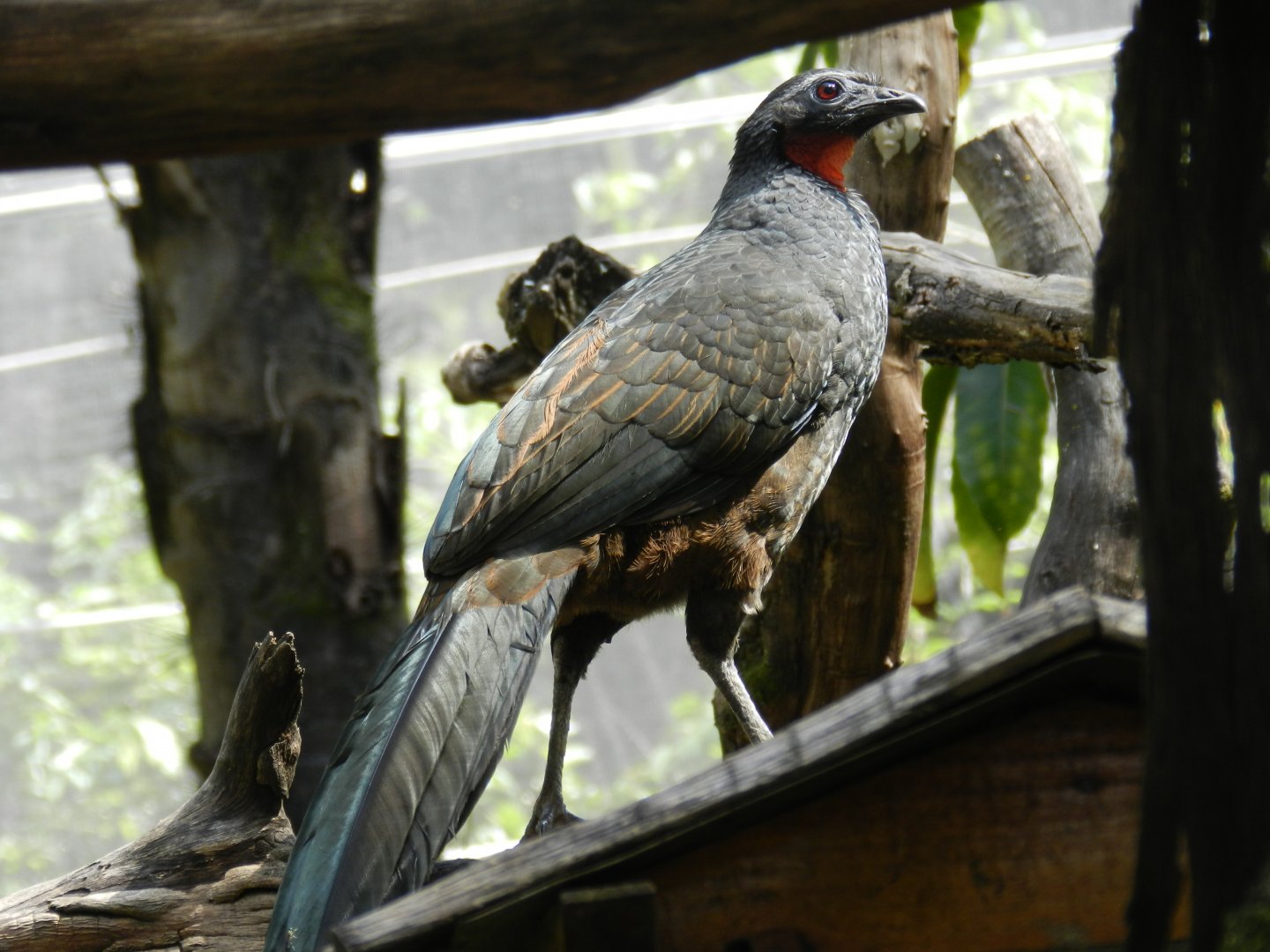 Dusky-legged guan - Belo Horizonte zoo