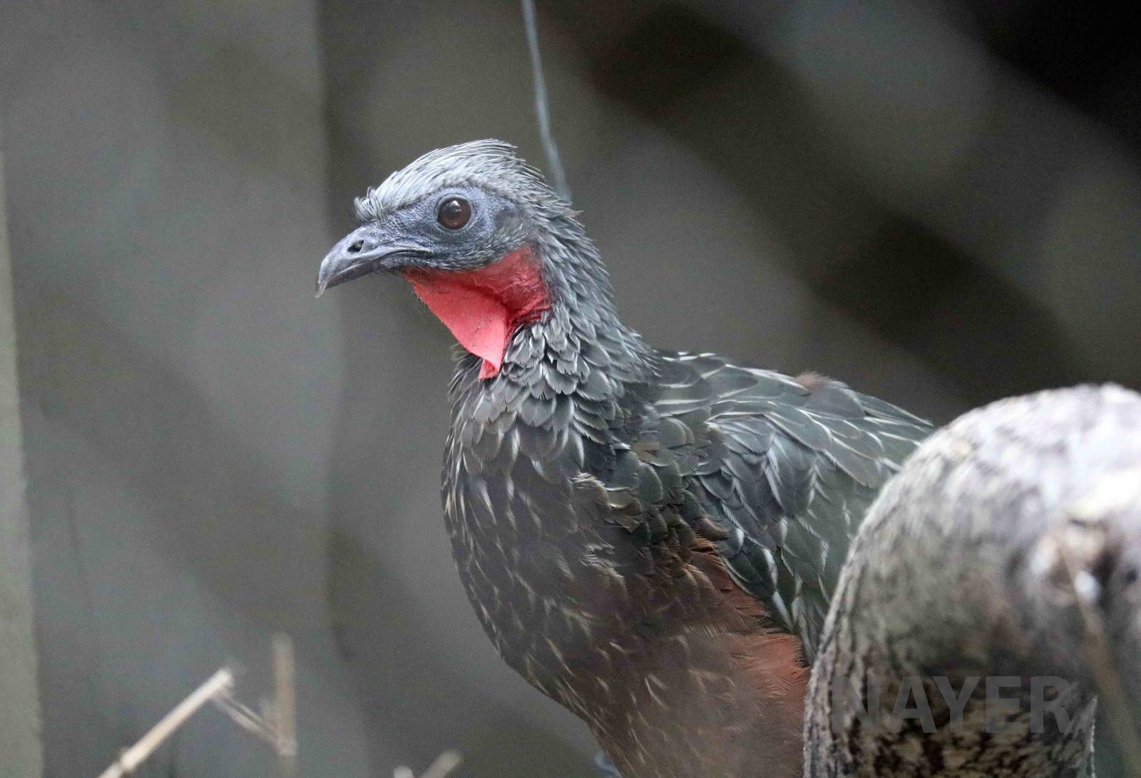 Dusky-legged guan, March 2016