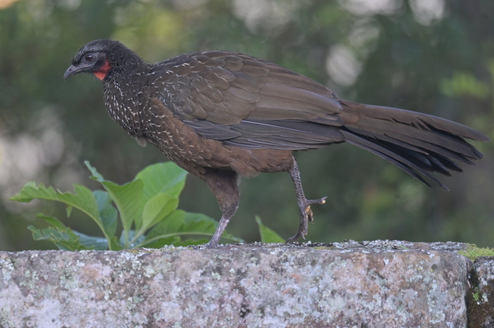 Dusky-legged Guan Penelope obscura