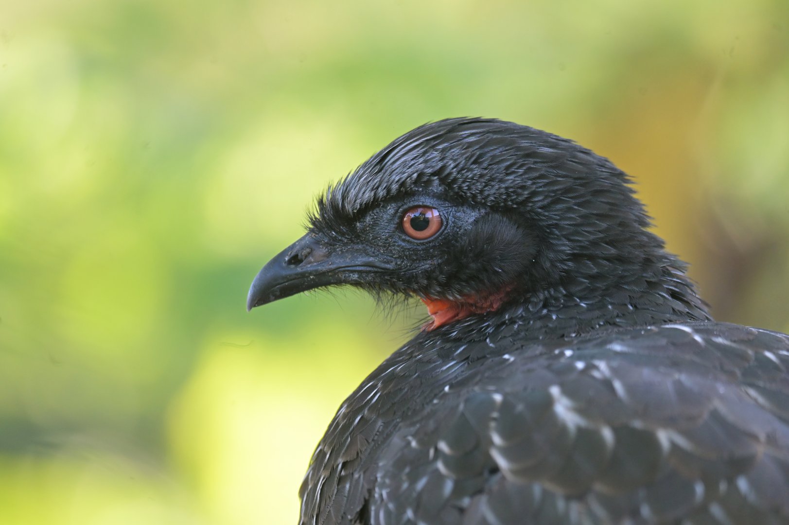 Dusky-legged Guan Penelope obscura