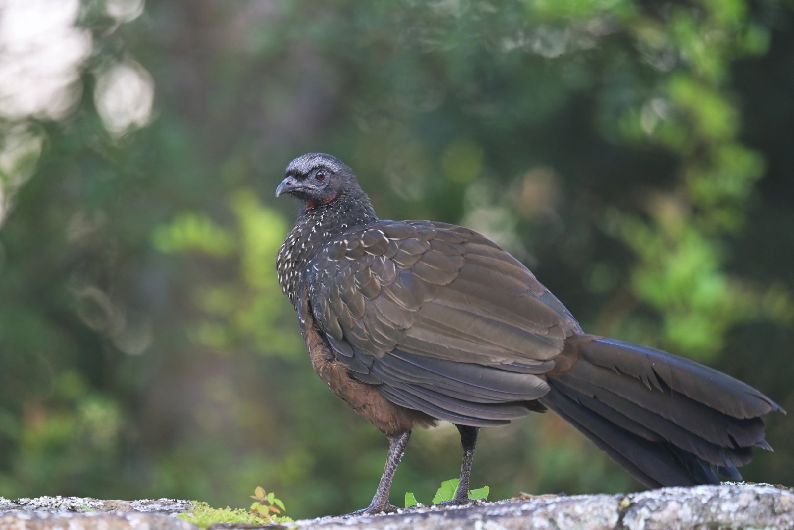 Dusky-legged Guan Penelope obscura