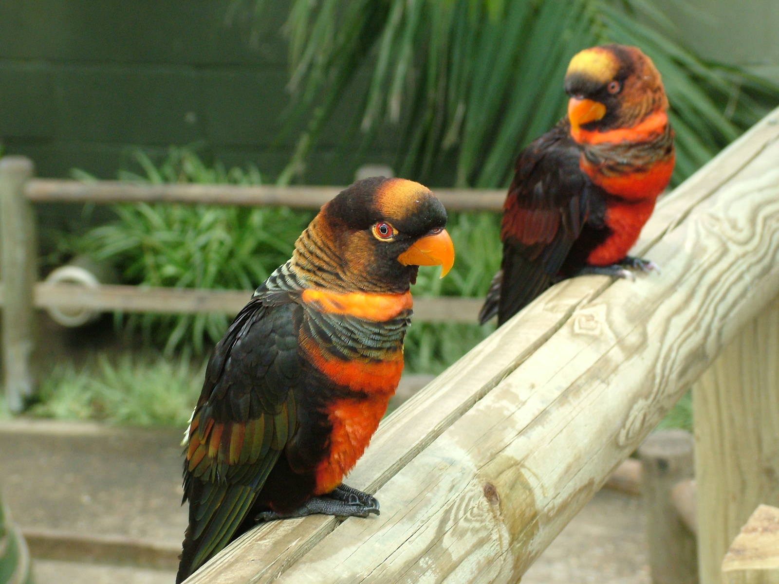 Dusky Lories at Woburn, 20/06/10