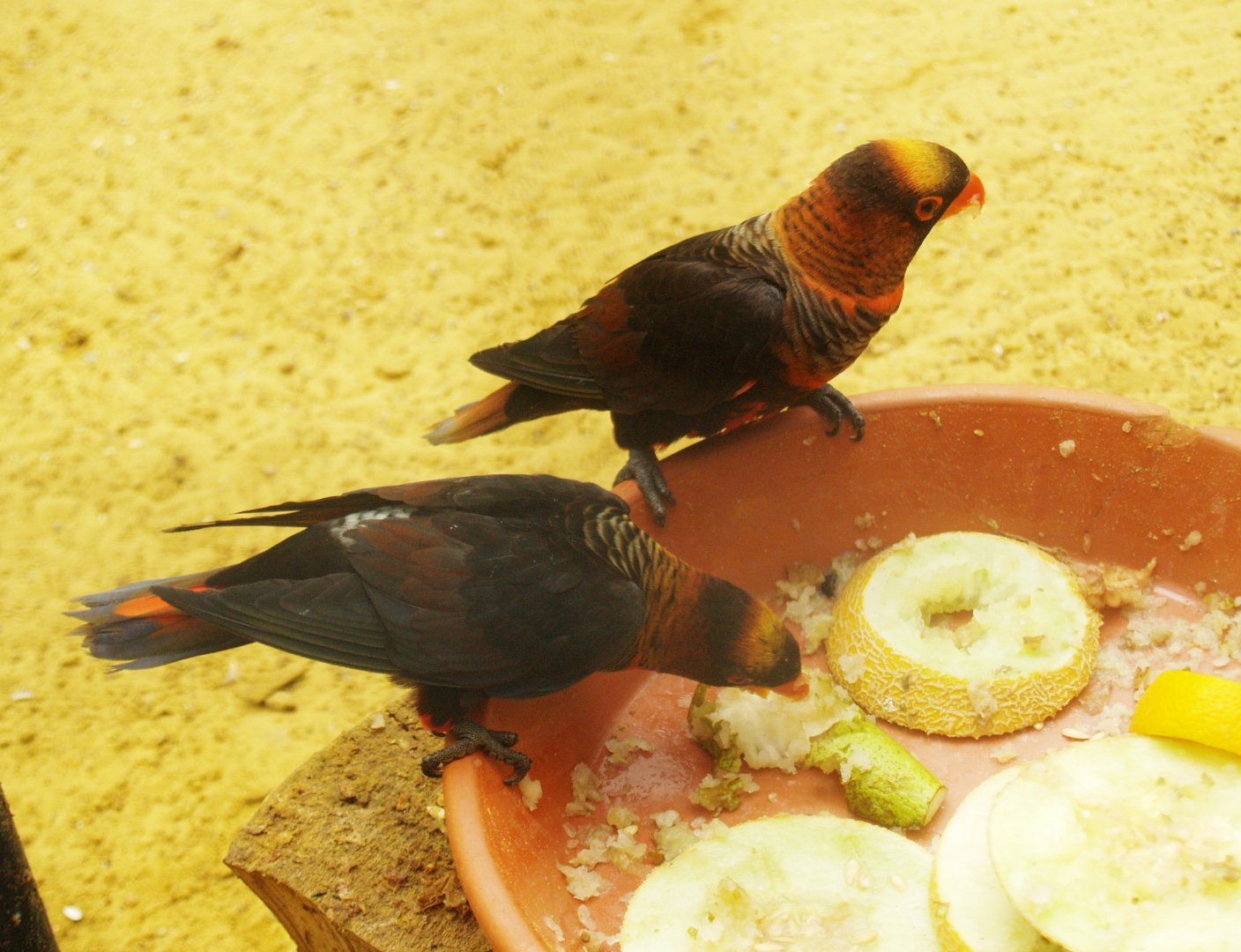 Dusky lories 	(Pseudeos fuscata), 2009