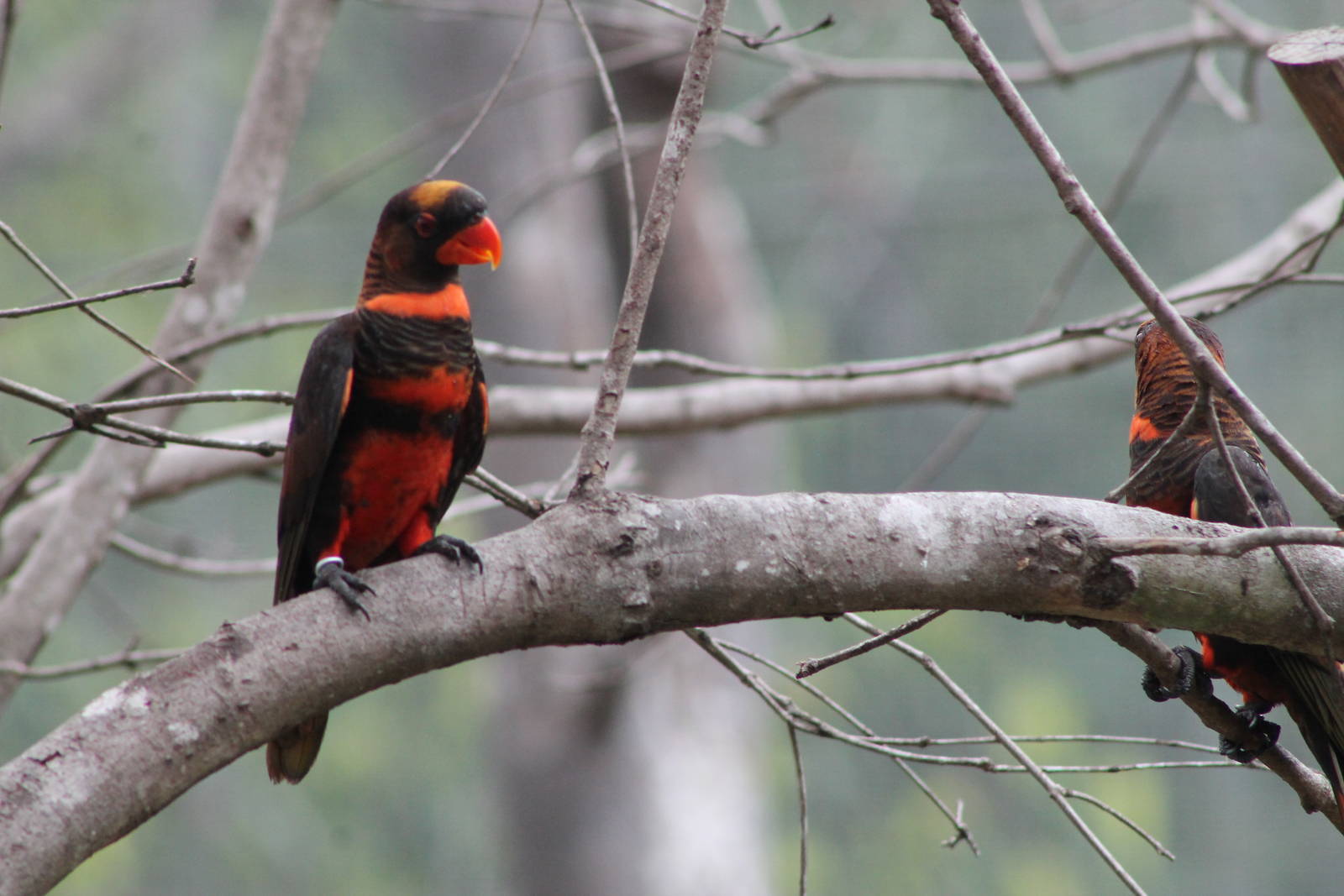 Dusky Lories (Pseudeos fuscata)