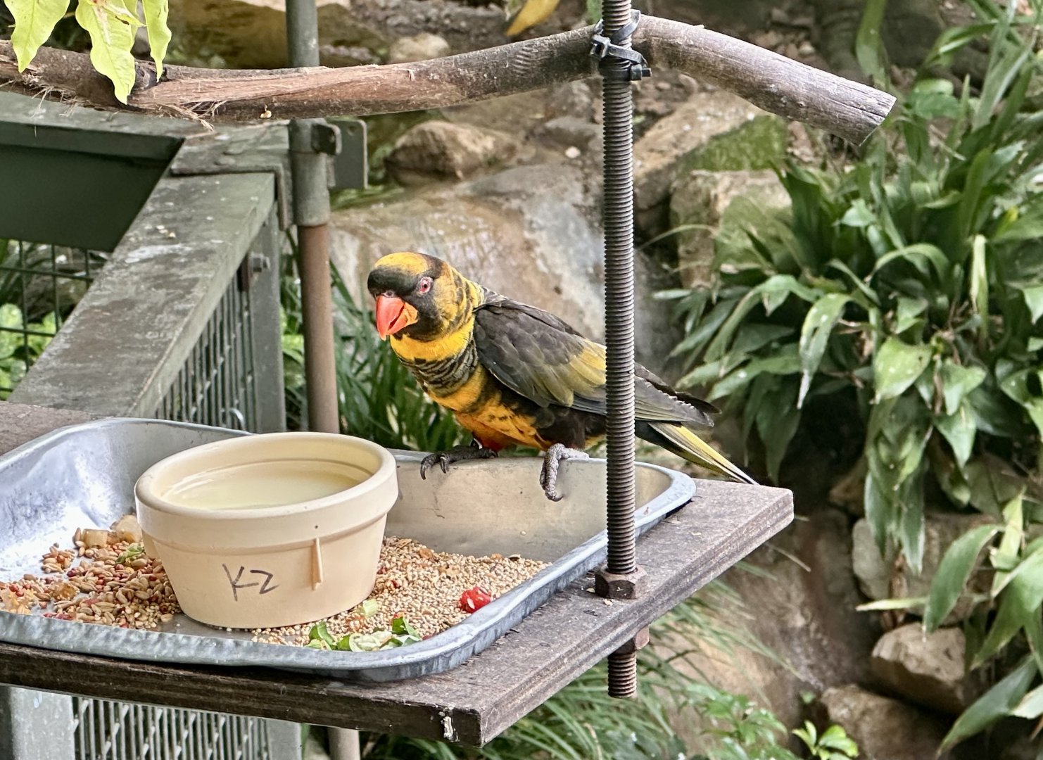 Dusky lorry (Pseudeos fuscata)