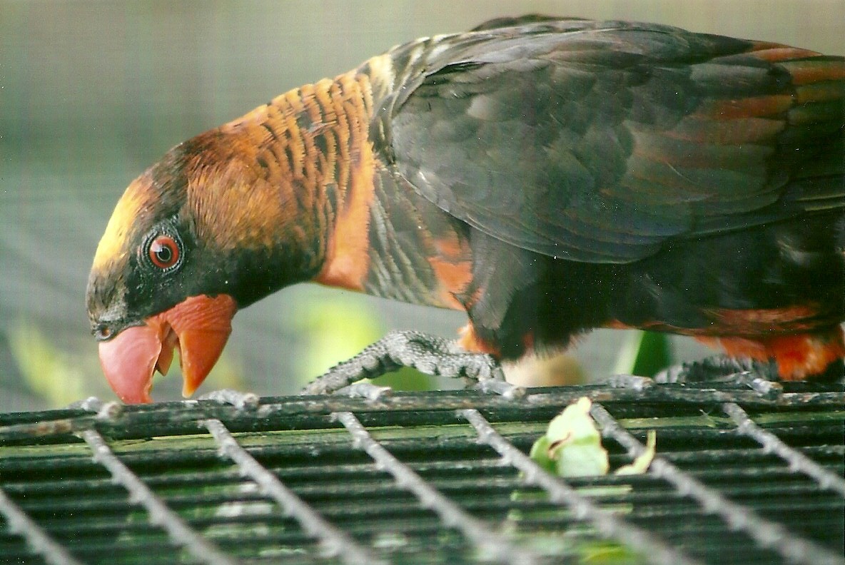Dusky Lory 13th September 2012