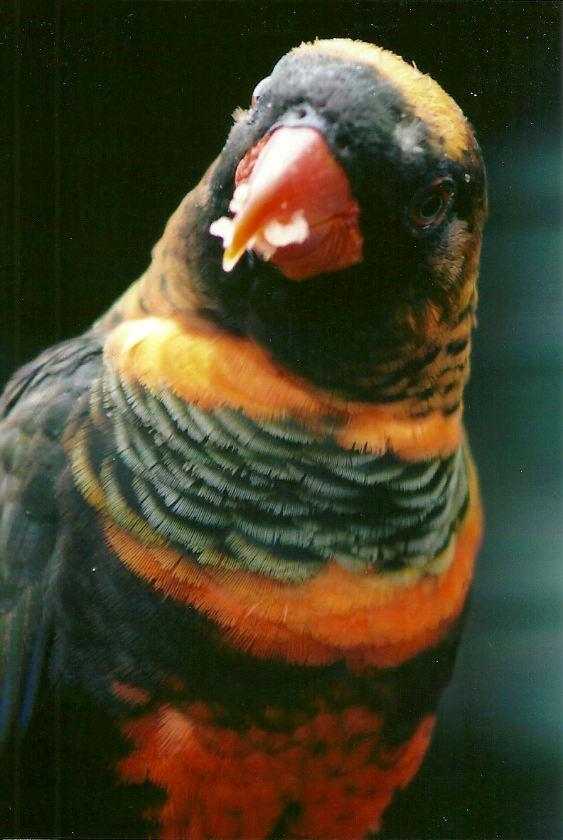 Dusky Lory 13th September 2012