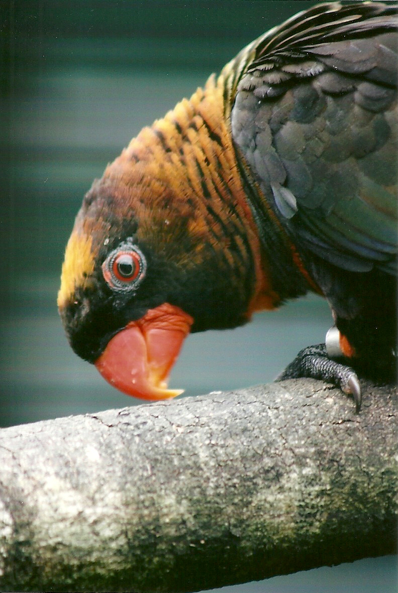 Dusky Lory 13th September 2012