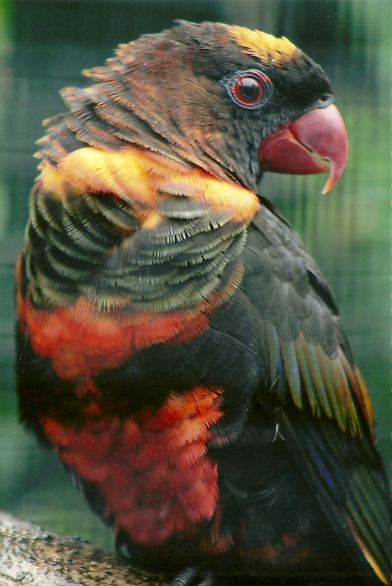 Dusky Lory, 8th September 2011