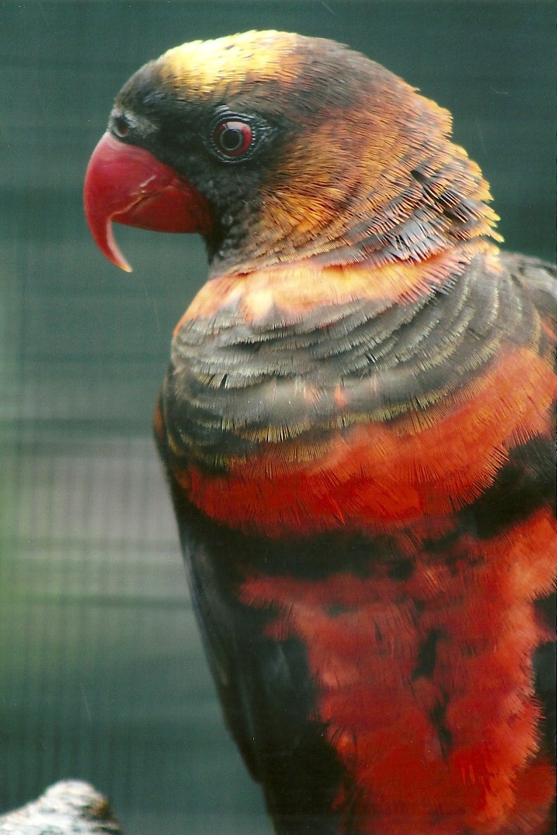 Dusky Lory, 8th September 2011