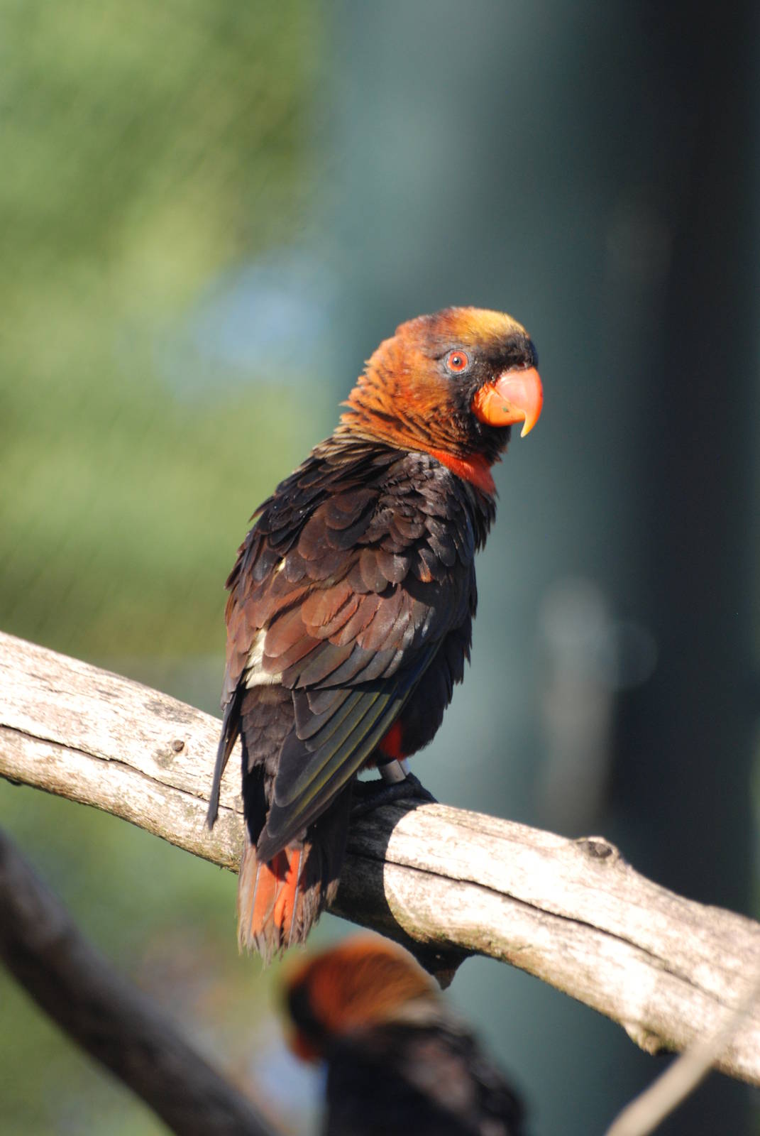 Dusky Lory at Pairi Daiza, 31/08/14