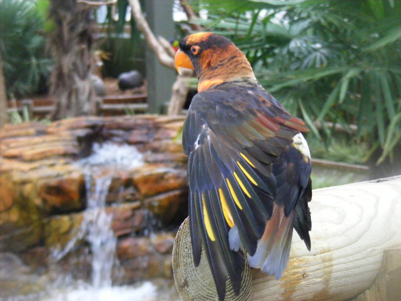 Dusky lory at Woburn Safari Park, 14 November 2010