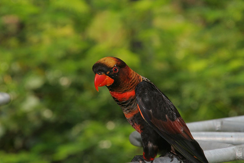 Dusky Lory, Jurong BirdPark