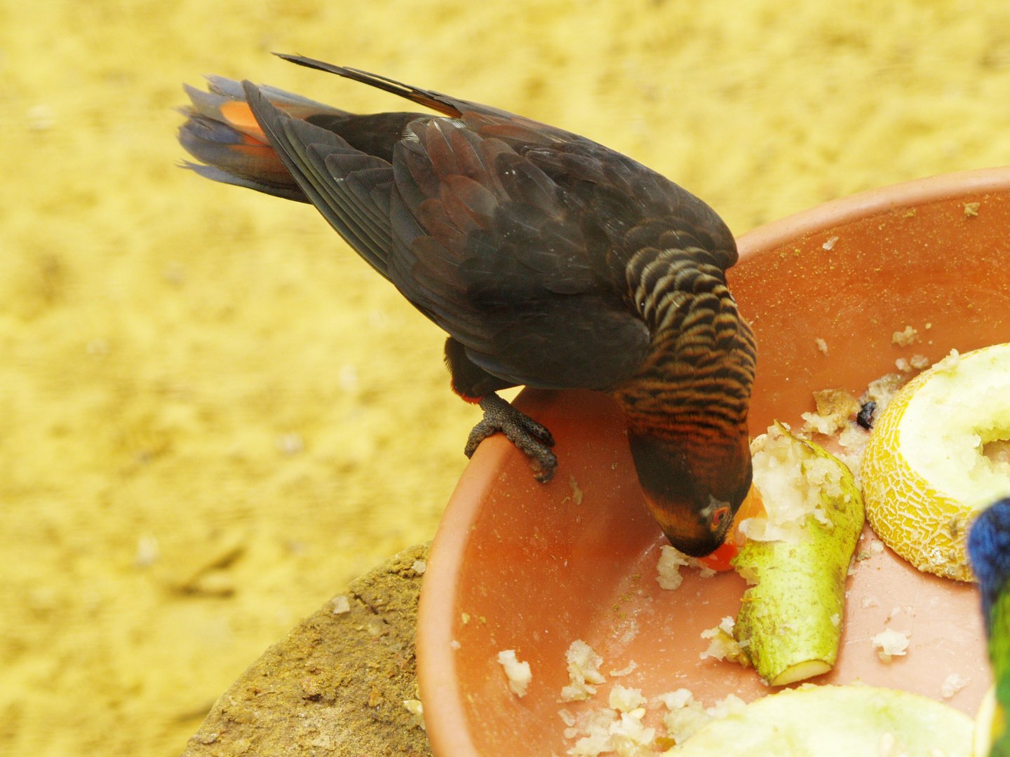 Dusky lory (Pseudeos fuscata), 2009
