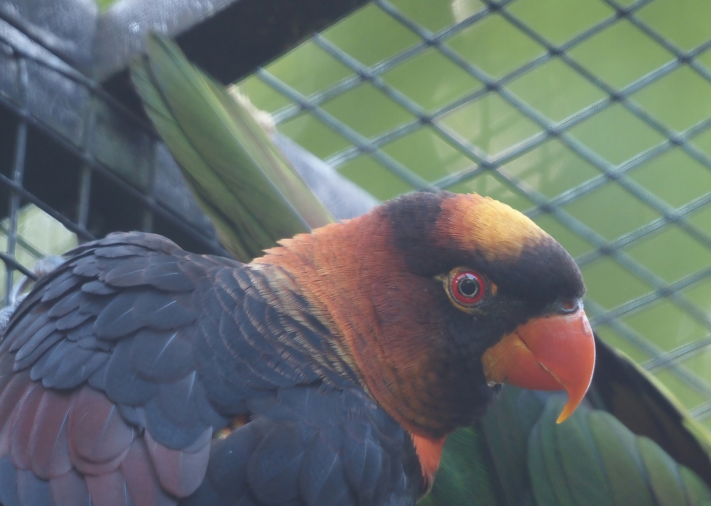 Dusky lory (Pseudeos fuscata), 2024-05-23