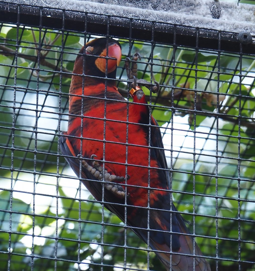 Dusky lory (Pseudeos fuscata), 2024-05-23