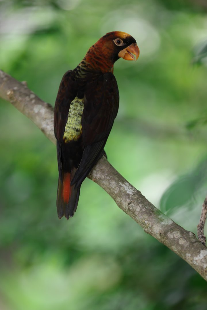Dusky Lory (Pseudeos fuscata) - Lory Loft