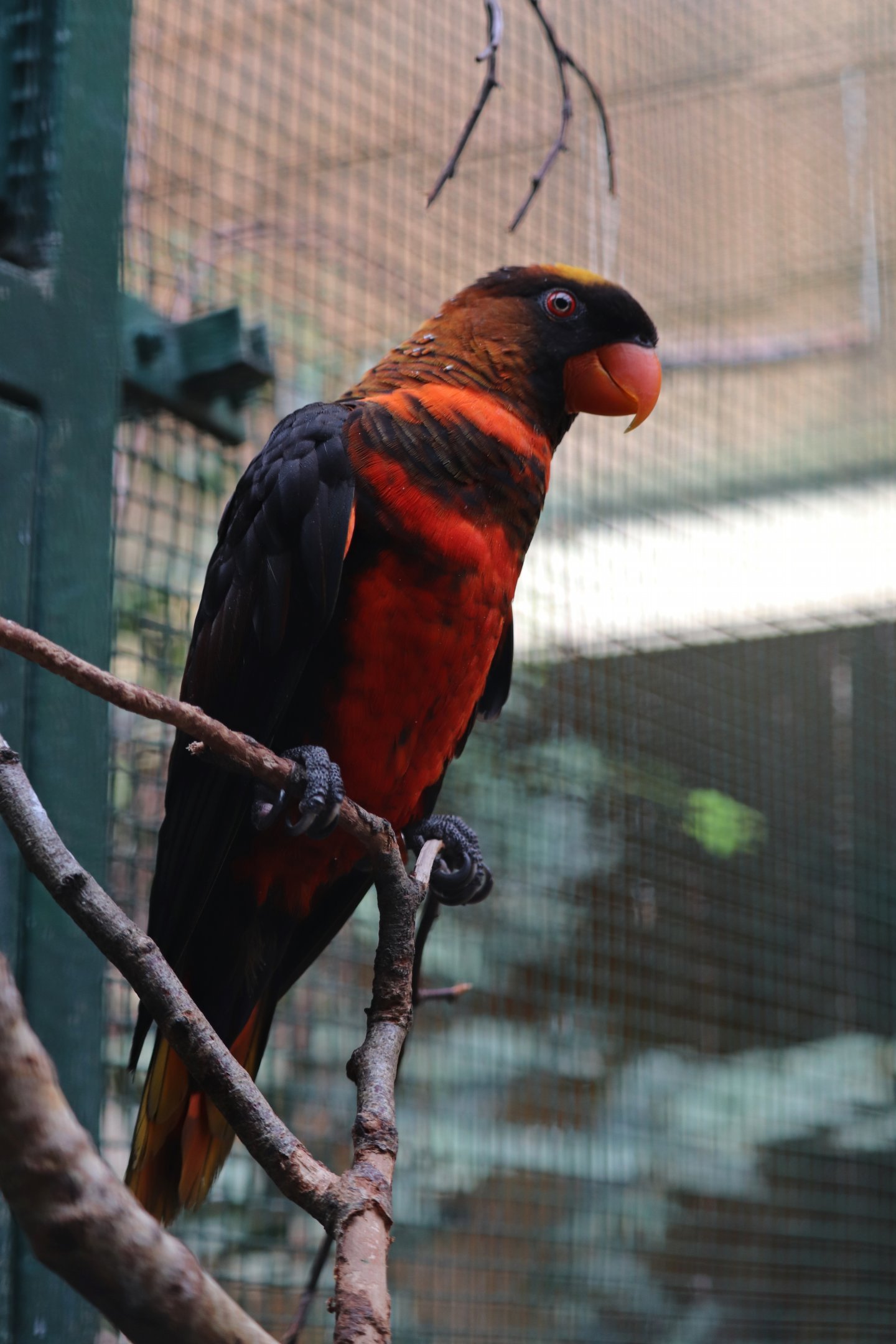Dusky lory (Pseudeos fuscata)