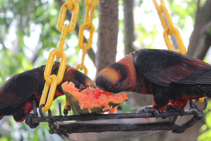 Dusky lory (Pseudeos fuscata)