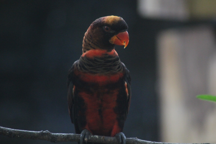 Dusky lory (Pseudeos fuscata)