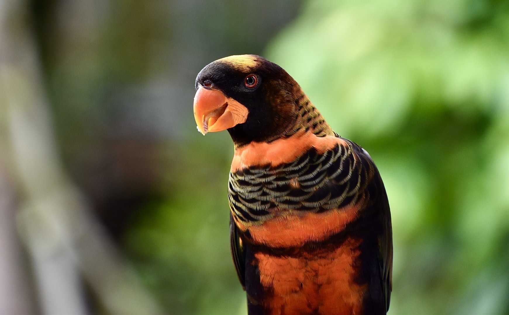 Dusky Lory (Pseudeos fuscata)