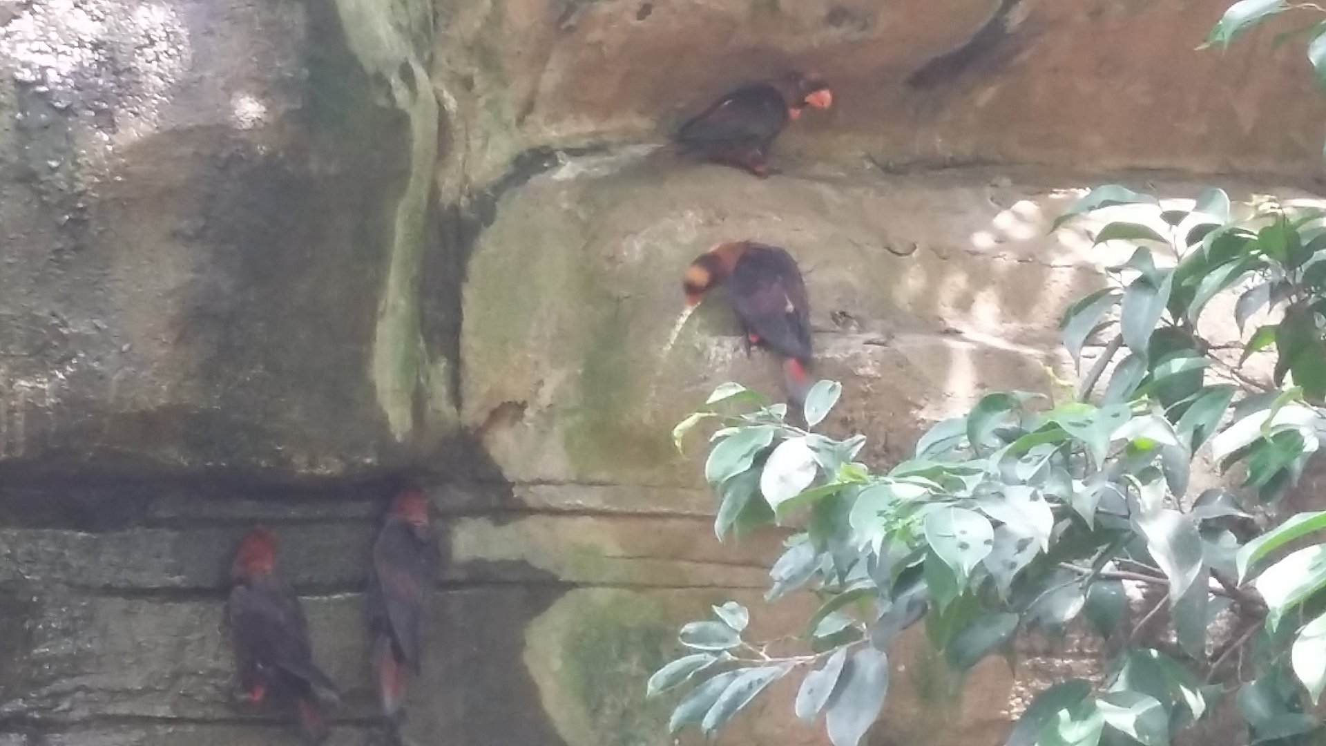 Dusky lory (Pseudeos fuscata)