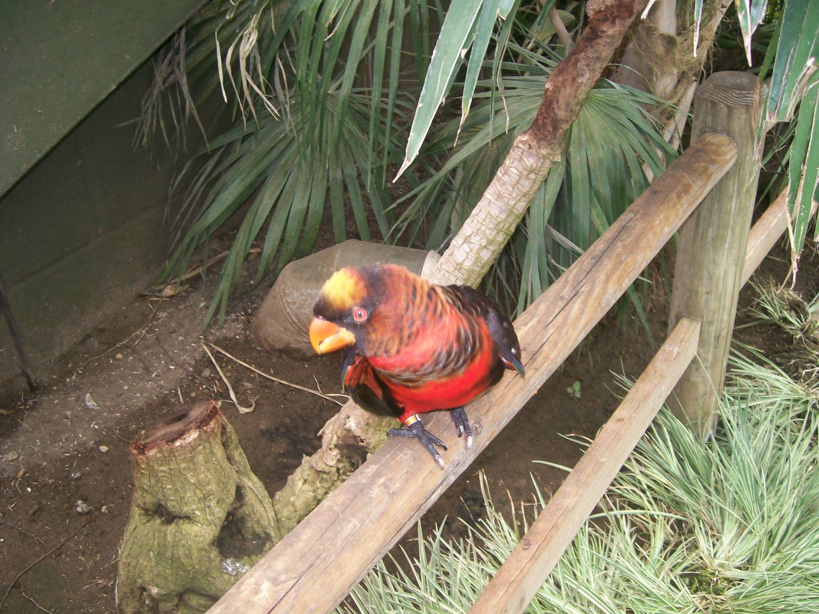 Dusky Lory