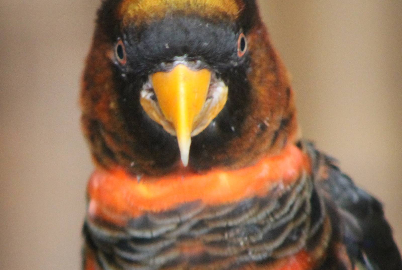 Dusky lory