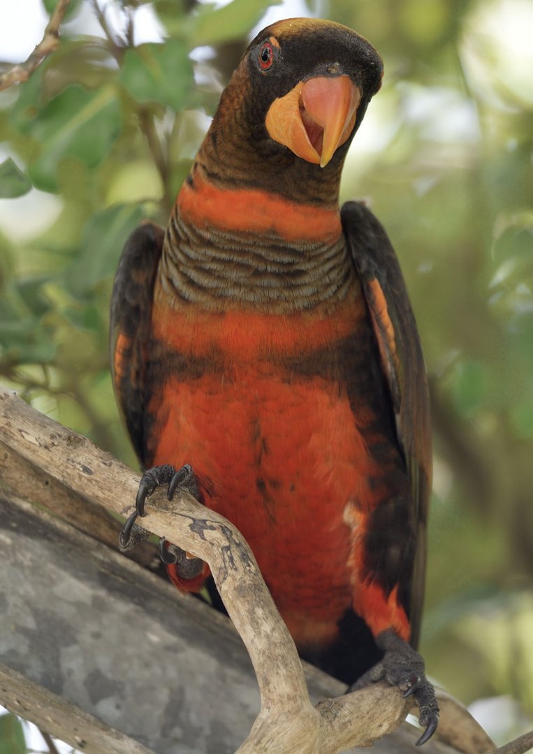 Dusky lory