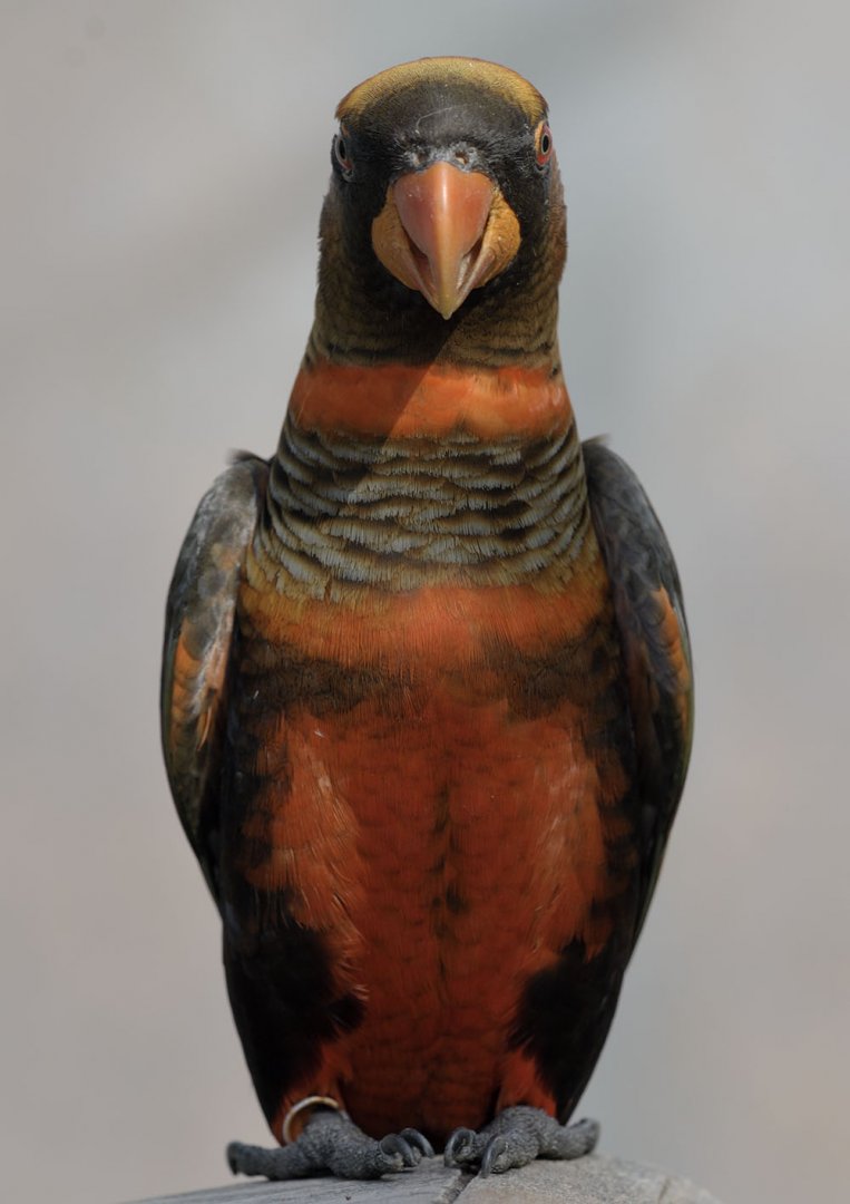 Dusky lory