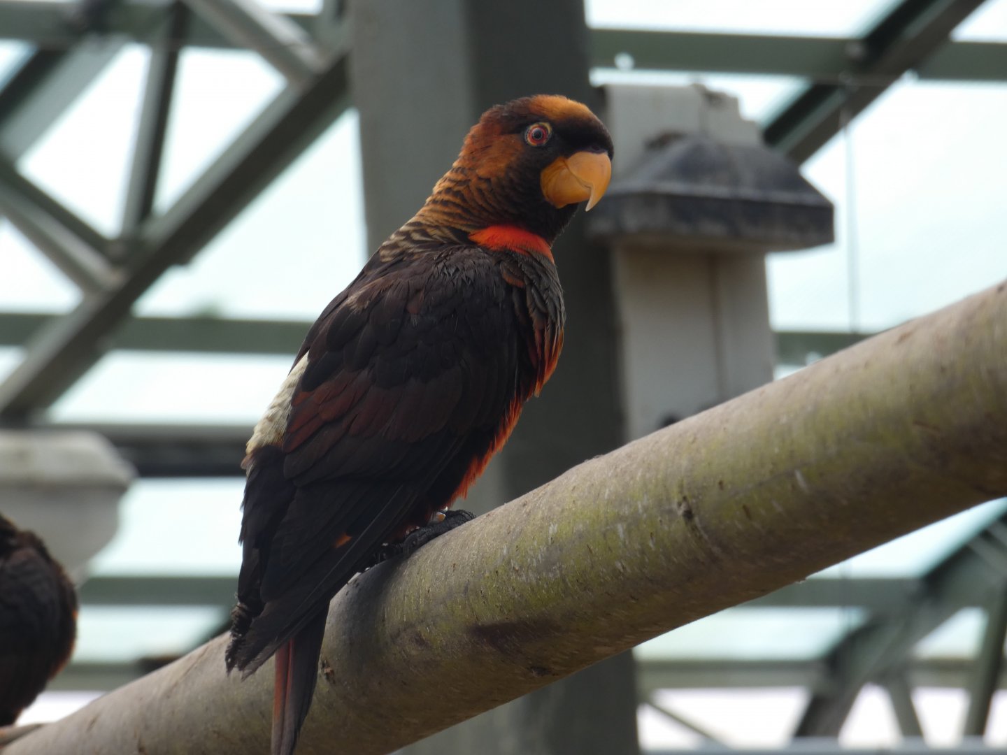 Dusky Lory