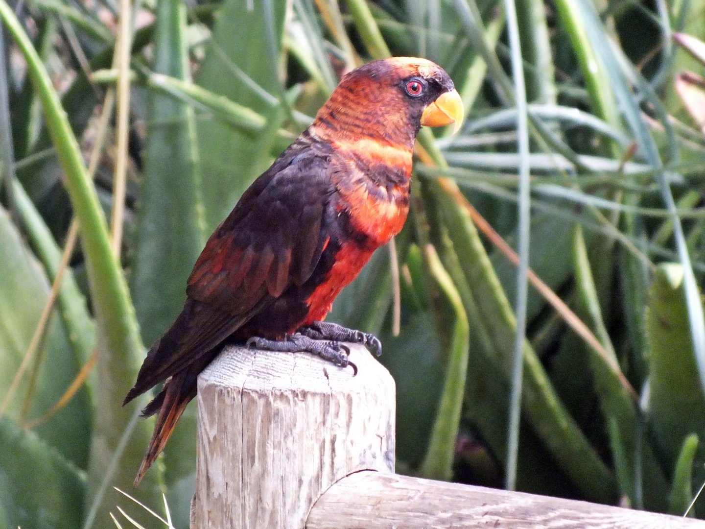 Dusky lory