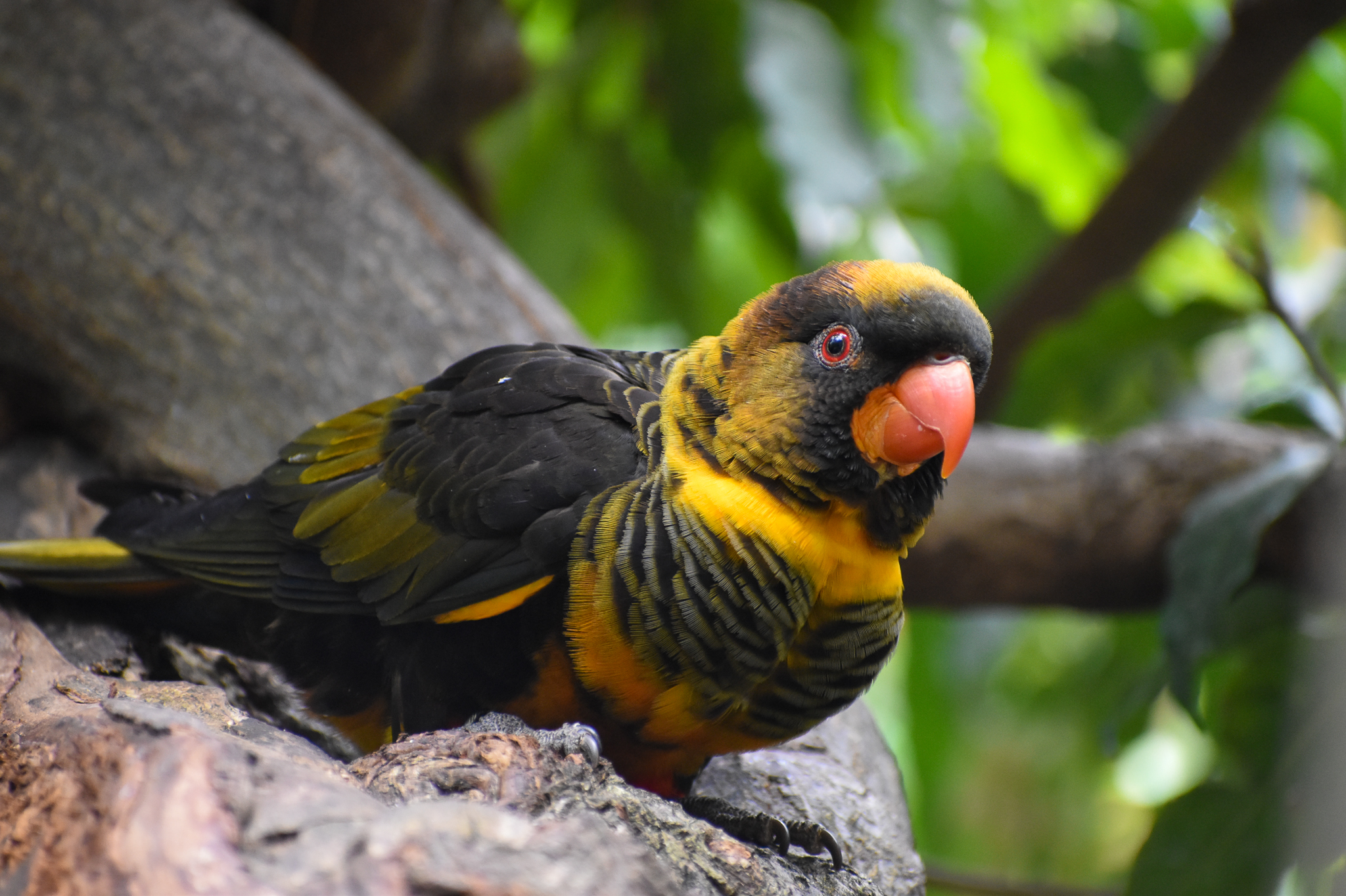 Dusky Lory