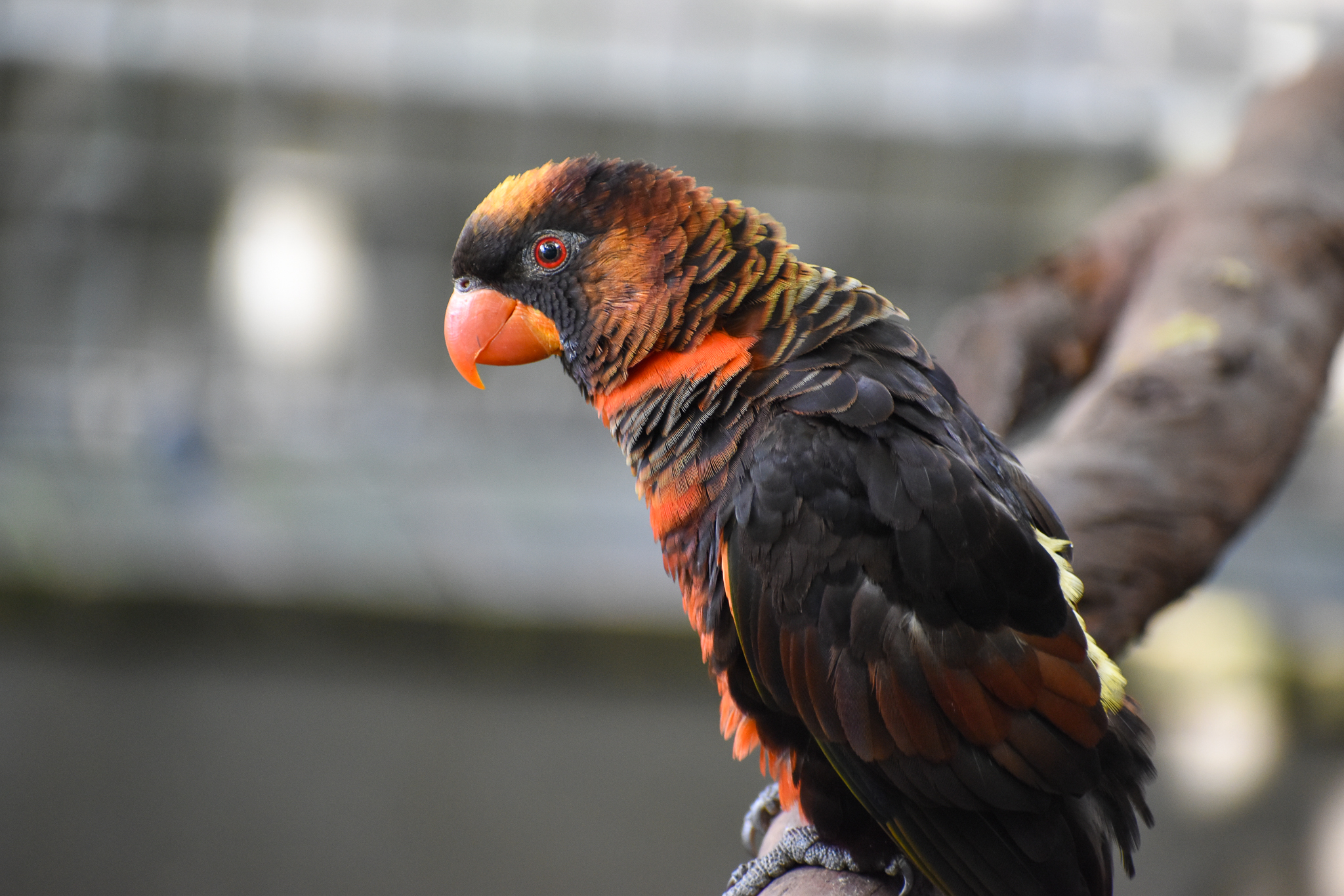 Dusky Lory