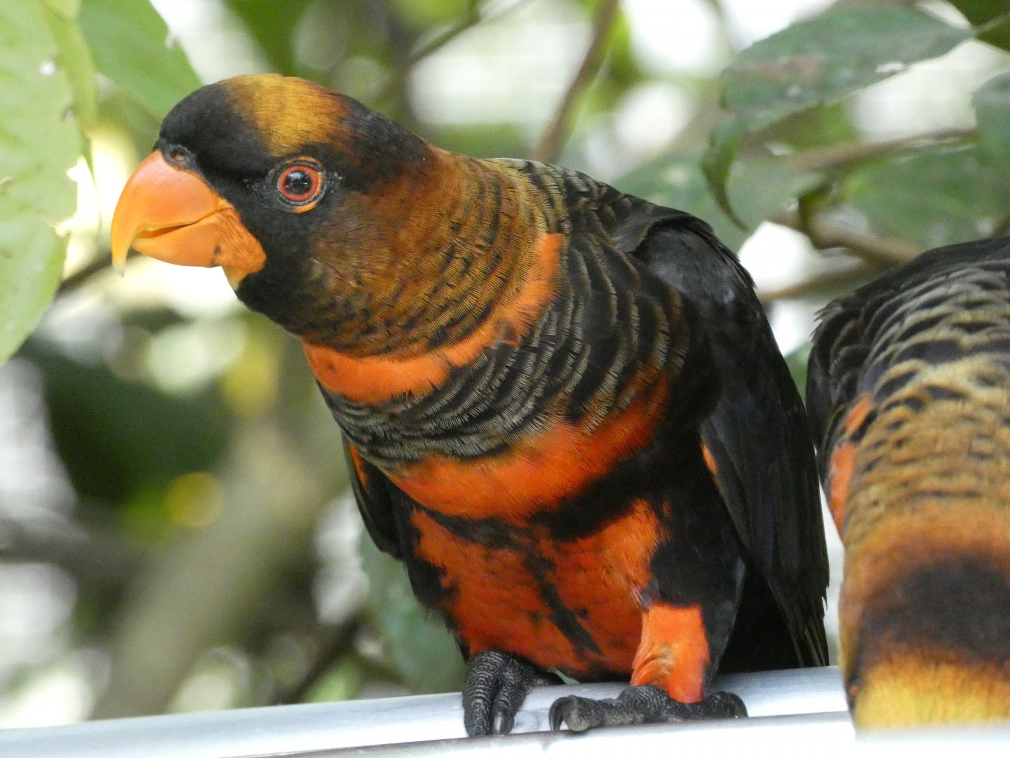 Dusky lory